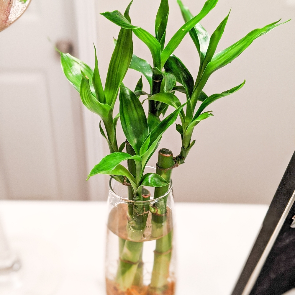 Live Lucky Bamboo Home Easy Grow Decor - Picture 12 of 12